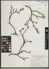 Foto von Salix richardsonii Hook.